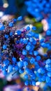 Evergreen Blue Berry Bushel