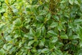 Evergreen boughs green leaves. Ilex aquifolium Christmas holly natural decor