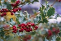 Evergreen boughs green leaves and red berries. Ilex aquifolium Christmas holly decor