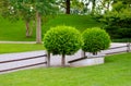 Evergreen boxtree in summer park Royalty Free Stock Photo