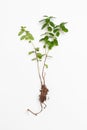 Boxwood saplings with root and ground on white background