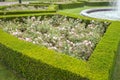 Evergreen boxwood hedge adorn a rose garden