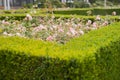 Evergreen boxwood hedge adorn a rose garden