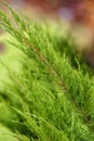 Evergreen Branch with Christmas colors