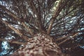 Evergreen Branch with Cone Royalty Free Stock Photo