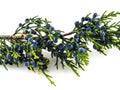 Evergreen branch of juniper with berries on a white background Royalty Free Stock Photo