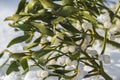 Evergreen branch of mistletoe with ripe berries on snow