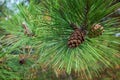 Evergreen branch with pine cone close-up Royalty Free Stock Photo