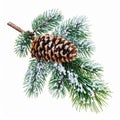 Evergreen Branch with Pinecone and Snow Isolated on White Background Royalty Free Stock Photo
