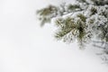 Evergreen branch with snow