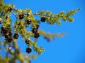 Evergreen Branch With Tiny Pine Cones