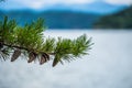 Evergreen branchas of pine tree over lake bokeh Royalty Free Stock Photo