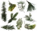 Evergreen branches collection Royalty Free Stock Photo