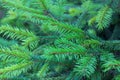 Evergreen branches of fir with new grown ramification background