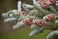 Evergreen Branches with Pine Cones