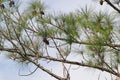 Evergreen Branches Pinecones