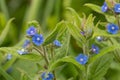 Evergreen bugloss pentaglottis semoervirens Royalty Free Stock Photo