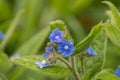 Evergreen bugloss pentaglottis sempervirens Royalty Free Stock Photo