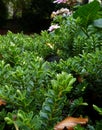 Evergreen bush