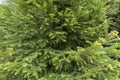 Evergreen Bush Background