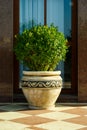 Evergreen bush in a clay pot