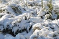 Evergreen bush covered with snow