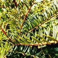 Evergreen bush spines