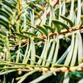 Evergreen bush spines