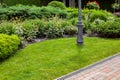 Evergreen bush of thuja and roses in a backyard flower bed with iron pole.