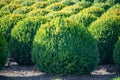 Evergreen buxus or box wood nursery in Netherlands, plantation of big round box tree balls in rows during invasion of box wood