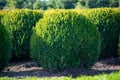 Evergreen buxus or box wood nursery in Netherlands, plantation of big round box tree balls in rows during invasion of box wood