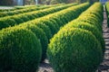 Evergreen buxus or box wood nursery in Netherlands, plantation of big round box tree balls in rows during invasion of box wood