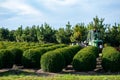 Evergreen buxus or box wood nursery in Netherlands, plantation of big round box tree balls in rows during invasion of box wood