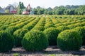 Evergreen buxus or box wood nursery in Netherlands, plantation of big round box tree balls in rows during invasion of box wood