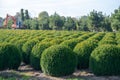 Evergreen buxus or box wood nursery in Netherlands, plantation of big round box tree balls in rows during invasion of box wood