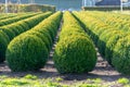 Evergreen buxus or box wood nursery in Netherlands, plantation of big round box tree balls in rows during invasion of box wood