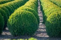 Evergreen buxus or box wood nursery in Netherlands, plantation of big round box tree balls in rows during invasion of box wood