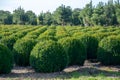 Evergreen buxus or box wood nursery in Netherlands, plantation of big round box tree balls in rows during invasion of box wood