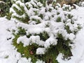 Evergreen buxus sempervirens plant covered by snow