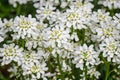 Evergreen Candytuft - Iberis semperviren Royalty Free Stock Photo