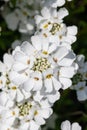 Evergreen candytuft (iberis sempervirens) flowers Royalty Free Stock Photo