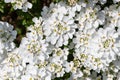 Evergreen candytuft (iberis sempervirens) flowers Royalty Free Stock Photo