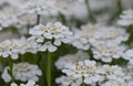 Evergreen Candytuft Iberis sempervirens, sea of white Royalty Free Stock Photo