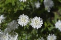 Evergreen candytuft Royalty Free Stock Photo