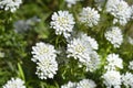 Evergreen candytuft Royalty Free Stock Photo