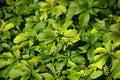 Evergreen carpet box plant with tiny flowers in spring, pachysandra terminalis or japanese spurge plant in bloom Royalty Free Stock Photo