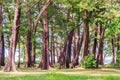 Evergreen Casuarina equisetifolia (Common ironwood) forest tree Royalty Free Stock Photo
