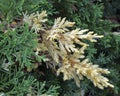 Evergreen China juniper, Juniperus davurica Expansa Variegata. Bush photo with green and yellow needles, ornamental thorns of the