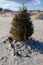 Evergreen Christmas tree on a deserted sandy beach with decorated shells at its base and an American Flag