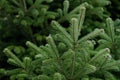 Evergreen Christmas tree full frame Royalty Free Stock Photo